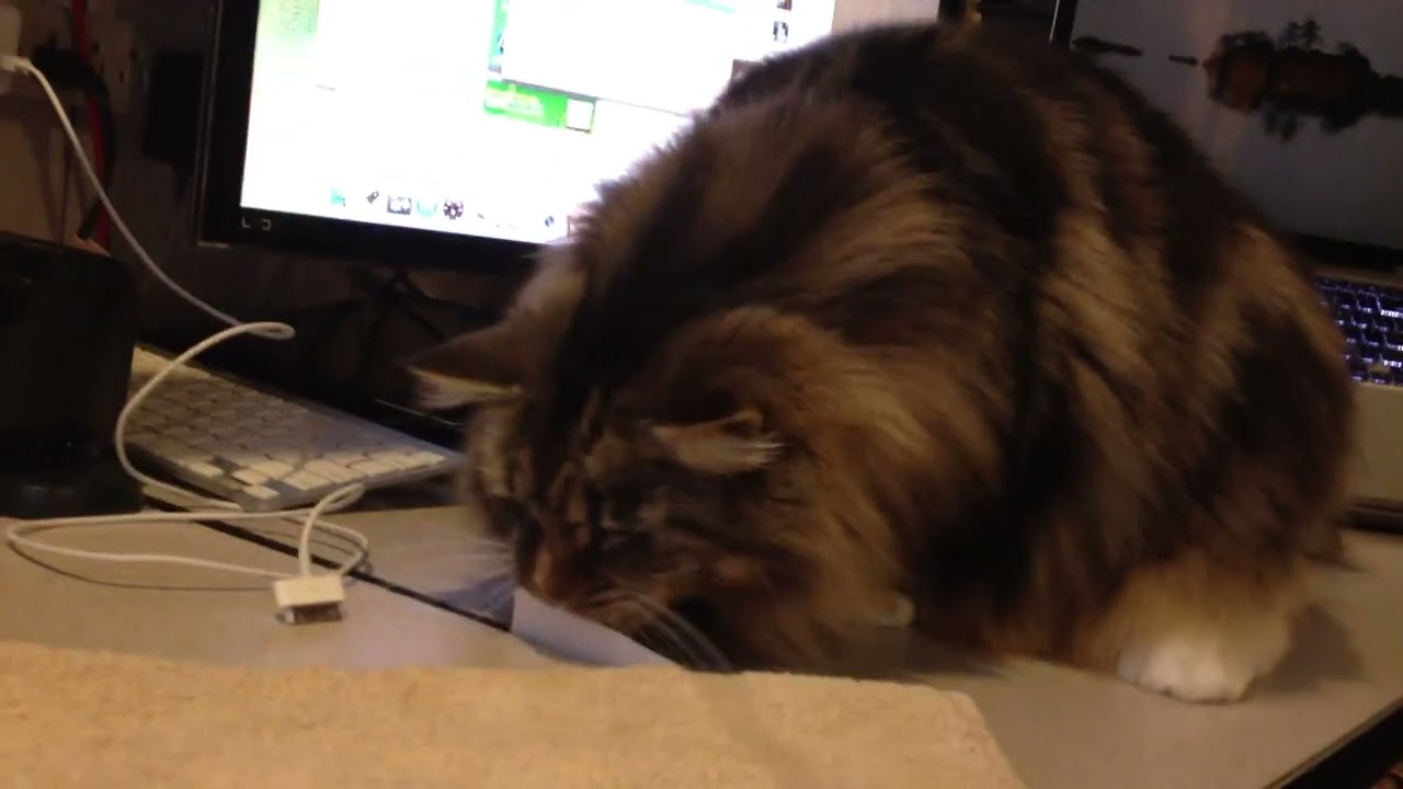 Maine Coon Thumper's Playful Adventure with Paper - Watch Him Have Fun! #mainecoon #cats