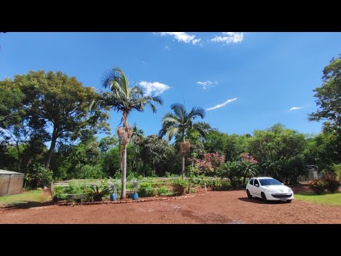 Vem conhecer esse viveiro de plantas!!!!!Na cidade de Itaipulândia no estado do Paraná!!!!!