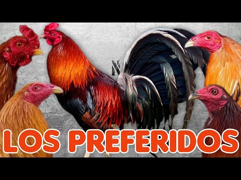The 5 lines most liked by cockfighters @elpoderdelpollo2342