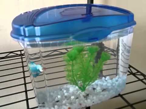 Aqueon betta bowl fish tank/aquarium review