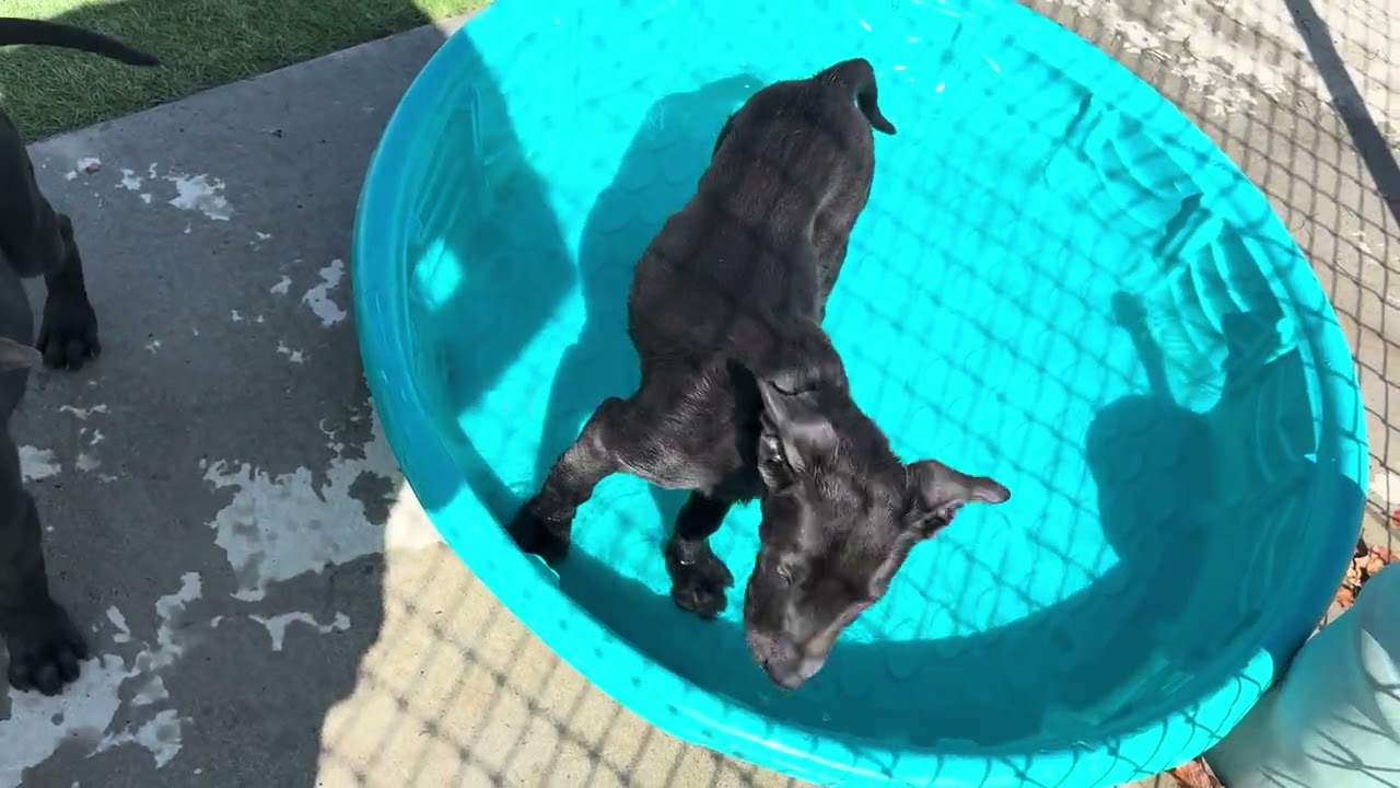 Enlarge ROSE, a Adoptable mixed breed in Wasco, CA video 6/6