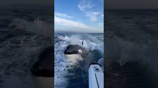 Watch your back! #killerwhale #orca #viral