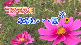 【三重県】菰野町にあるコスモス畑とヒマワリ畑の田んぼ畑でドロドロじゃん