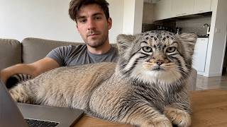 I Found a Stray Kitten… One Year Later He Owns My House