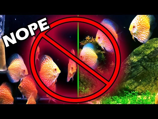 DISCUS FISH -Love/Hate 7 Reasons I Don't Keep Discus in My Aquariums