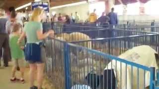 preview picture of video 'Fryeburg Fair Maine 2013 by Bill Barbin Badger Realty Maine Real estate'