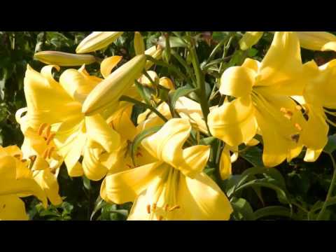 Copy of golden splendor trumpet lilies 2017