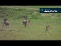 Cheetah Chases Down Wildebeest
