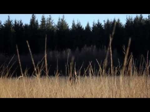 Audio Adam - Strong Enough (Official video)