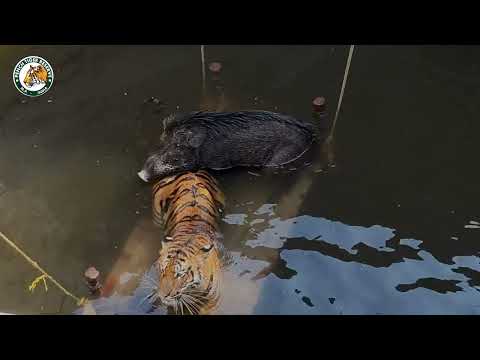 Tiger and Wild Boar Rescue from a well !!
