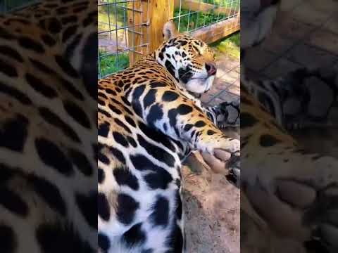 Jaguar Loves Belly Rubs! SO CUTE