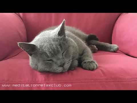 [ Einschlafmusik ] * PET-Therapie * Schlaf Musik für Haustiere, ruhige Musik für Katzen und Hunde, e