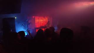 Kedr Livanskiy - sgoraet