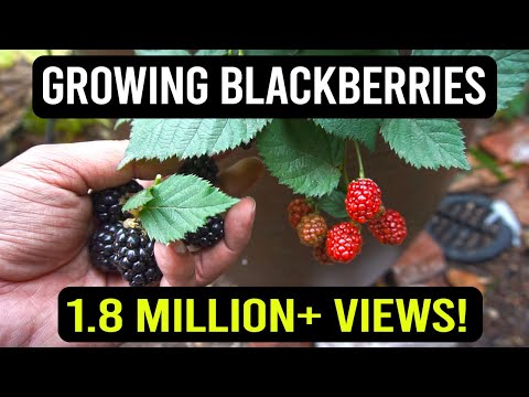 , title : 'Growing Blackberries In Containers - The Complete Guide To Growing Blackberry