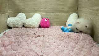 ポメラニアンの動画01