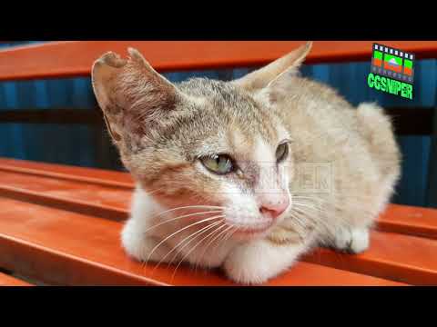 || Brown Munde || Ap Dhillon || Gurinder Gill || Shinda Kahlon || beautiful Street cat  #cgsniper