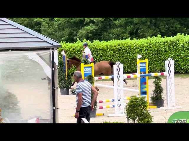 Jument de sport 5 ans par Cicero Z x Corland