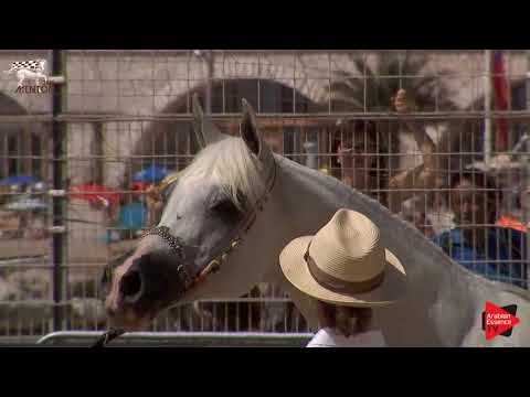 N.92 BLEUENN MILIN AVEL - Menton 2019