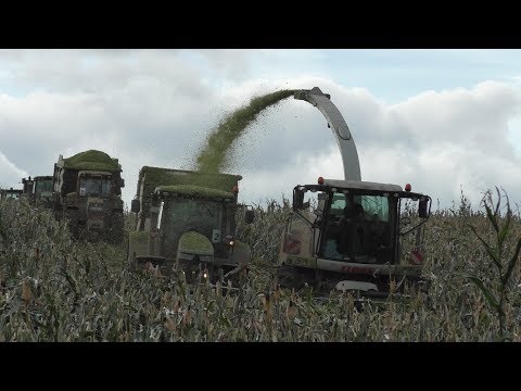 Maisernte Extrem mit Claas Jaguar bei Wormsdorf