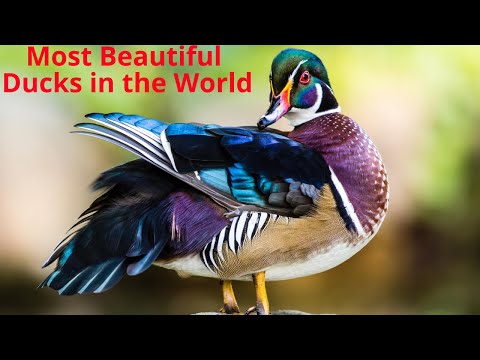 11 Most Beautiful Ducks in the World | Turbo Brain
