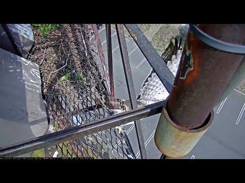 Final Nestling "J1" Fledges from the Cornell Red-tailed Hawks Nest #CornellHawks – June 14, 2020