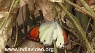 Giant Orange Tip or Hebomoia glaucippe