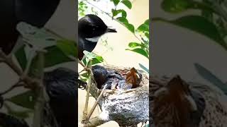 Download lagu TERNYATA SEPERTI INI INDUK SIKATAN KIPAS MEMBERI MAKAN ANAK NYA #burung #shorts mp3 Download lagu TERNYATA SEPERTI INI INDUK SIKATAN KIPAS MEMBERI MAKAN ANAK NYA #burung #shorts mp3