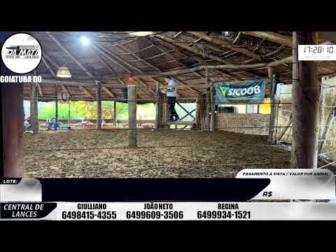 Leilão de gado em Goiatuba Goiás,  04/04/2026 - Mata Preta  Leilões - 14:30 Hs