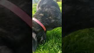 Video preview image #11 Mastiff Puppy For Sale in FULTON, NY, USA