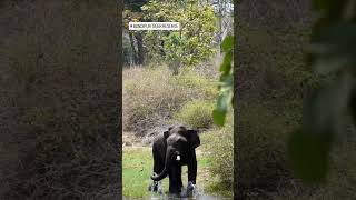 Download lagu Jumbo ooooh mp3 Download lagu Jumbo ooooh mp3