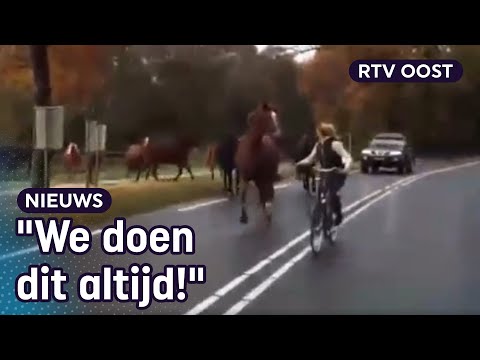 , title : 'Oversteken met 13 losse paarden: "We doen dit al twintig jaar. " | RTV Oost'