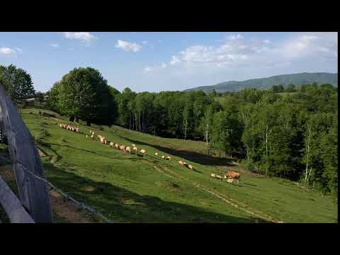 Oi din satul Târsa (Luncani), apr 2019