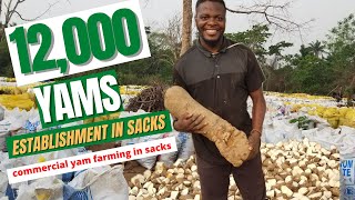 COMMERCIAL YAM FARMING IN SACKS/  Step by step pro