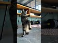Gato Karateca Karate Kids Cat Shortsviral Cinematic