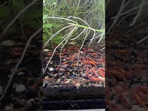 RED CHERRY SHRIMP Neocaridina Free Shipping thumbnail 1
