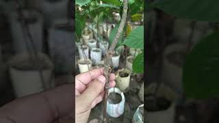 উন্নত জাতের লটকন কলমের চারা/01710863867