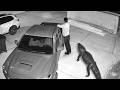 Wild Animals Invading Cities Caught On Camera