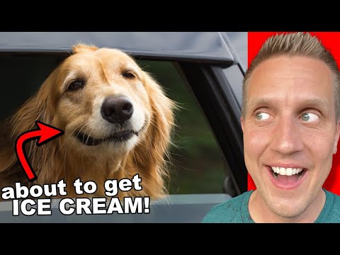 These are the Happiest DOGS in the WORLD! my Reaction 😍