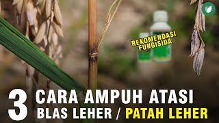 Download lagu 3 CARA AMPUH ATASI BLAS / PATAH LEHER PADI | PENCEGAHAN DAN PENGENDALIAN | FUNGISIDA TERBAIK mp3 Download lagu 3 CARA AMPUH ATASI BLAS / PATAH LEHER PADI | PENCEGAHAN DAN PENGENDALIAN | FUNGISIDA TERBAIK mp3