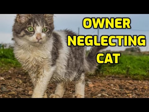 Why Are Cats Abandoned?