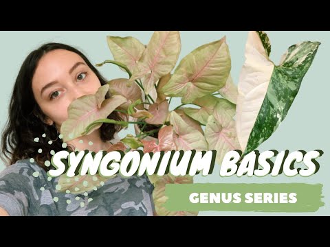 SYNGONIUM CARE + COLLECTION | arrowhead vine| houseplant genus series
