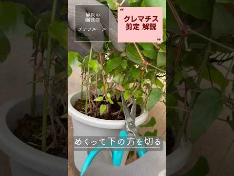 クリビアを再び咲かせるにはどうすればよいですか？専門家のヒントは次のとおりです  庭園