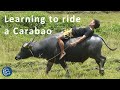 Riding a Carabao (Kalabaw)