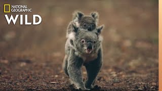 Koalas 101  Nat Geo Wild