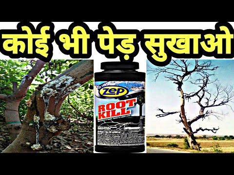 Dry the tree with root kill || Dry the tree with root kill || Ped ko