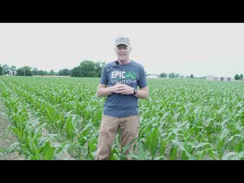 V5 Corn Leaf showing Sulfur and Zinc deficiency.