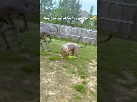 This is the most funniest video I've been seen 🤣, Dog funniest moments | #foryou #funny #pet #dog