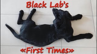 From 6 weeks to 6 months | Black Lab puppy's "First Times"