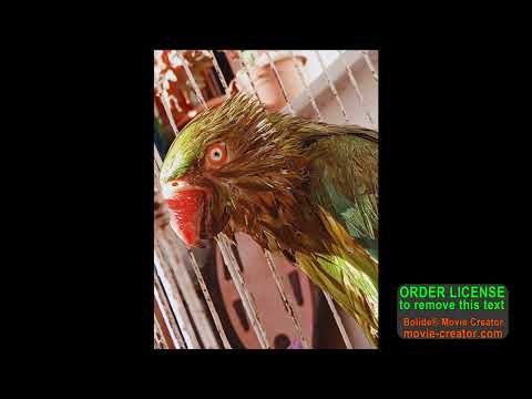 52  Tunnel Trance Force Vol  26 CD 2