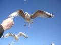 Feeding Herring Gulls
